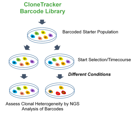 translate dna to protein serial cloner