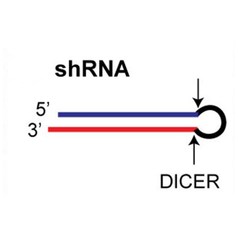 shRNA Cloning Vectors • NUCLEUS BIOTECH
