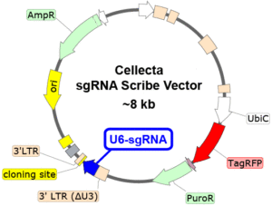 Pooled Perturb-Seq CRISPR KO Libraries • NUCLEUS BIOTECH