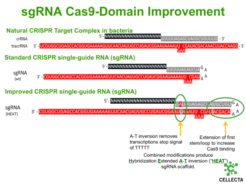 Custom sgRNA Constructs