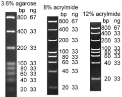 DNA Ladders