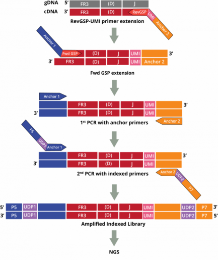 Adaptive Immune Receptor Repertoire Profiling Drivermap AIR DNA Workflow