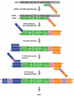 Adaptive Immune Receptor Repertoire Profiling Drivermap AIR RNA Workflow