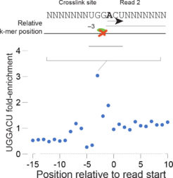 RNA Methylation Sequencing: Enhanced m6A-seq/meRIP-seq