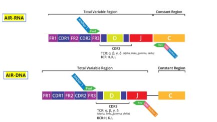 DriverMap AIR - TCR/BCR Profiling Data Analysis Service (for DNA and RNA from same sample)