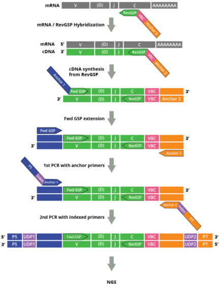 DriverMap AIR Adaptive Immune Receptor Repertoire Profiling (Human RNA): BCR Profiling Kit v. 2, CDR3 Region (24 rxns)